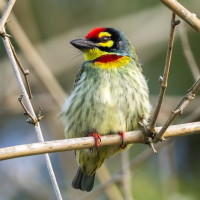 Coppersmith Barbet